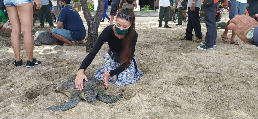 penyu hijau yang akan dilepasliarkan (Dok.IDN Times/Istimewa)