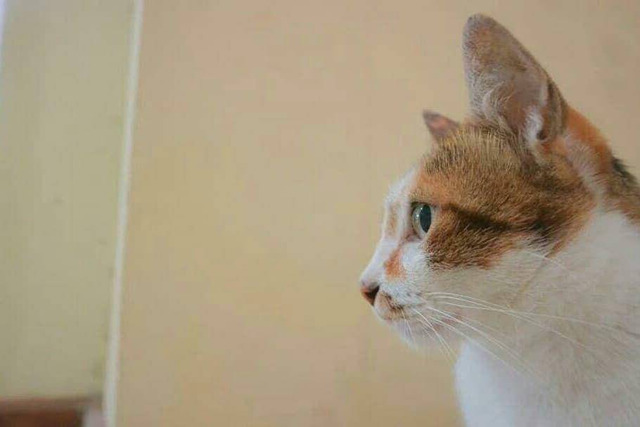 instagram.com/kucing.ub