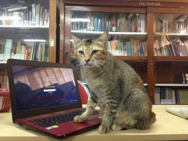 instagram.com/kucing.unesa