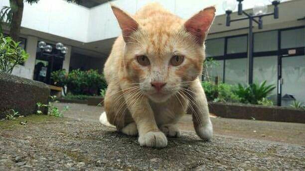 instagram.com/kucing.instan