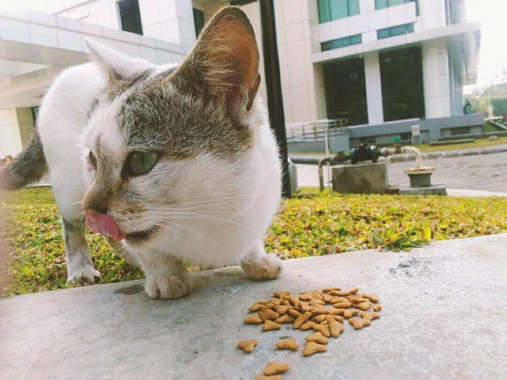 instagram.com/kucing.um