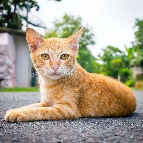 instagram.com/kucingits