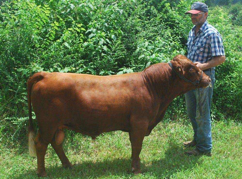 freedomfarmdexters.com