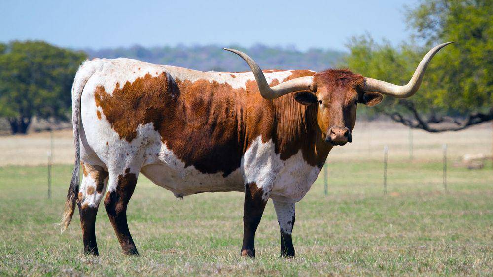 animals.howstuffworks.com