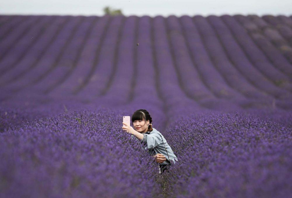 Lavender, Si Anti Nyamuk Punya Segudang Manfaat untuk Kesehatan