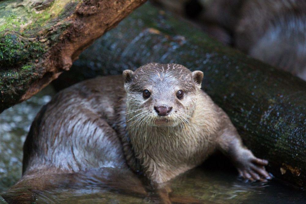 Apa Itu Otter? Hewan yang Mirip Berang-berang, Cek Fakta Otter Disini!
