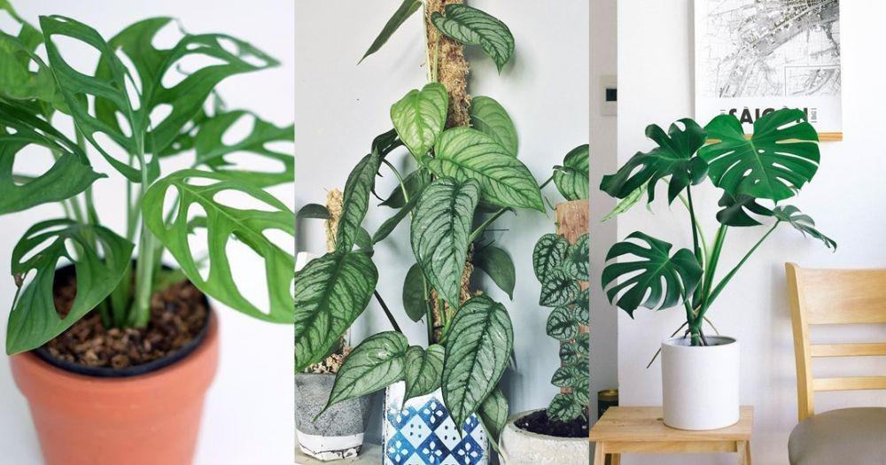 6 Jenis Monstera untuk Dekorasi Ruangan, dari Daun Kecil hingga Lebar