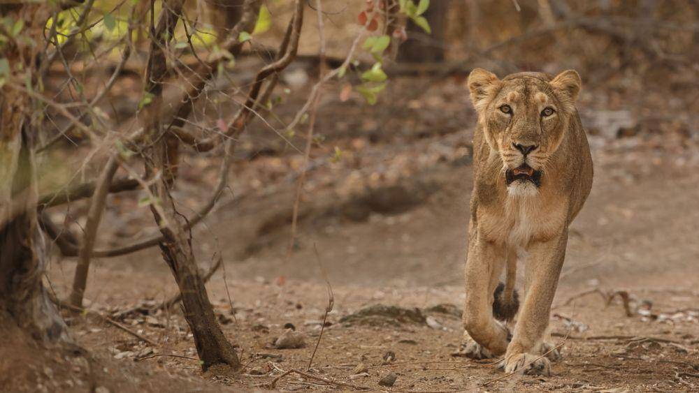 naturalworldsafaris.com