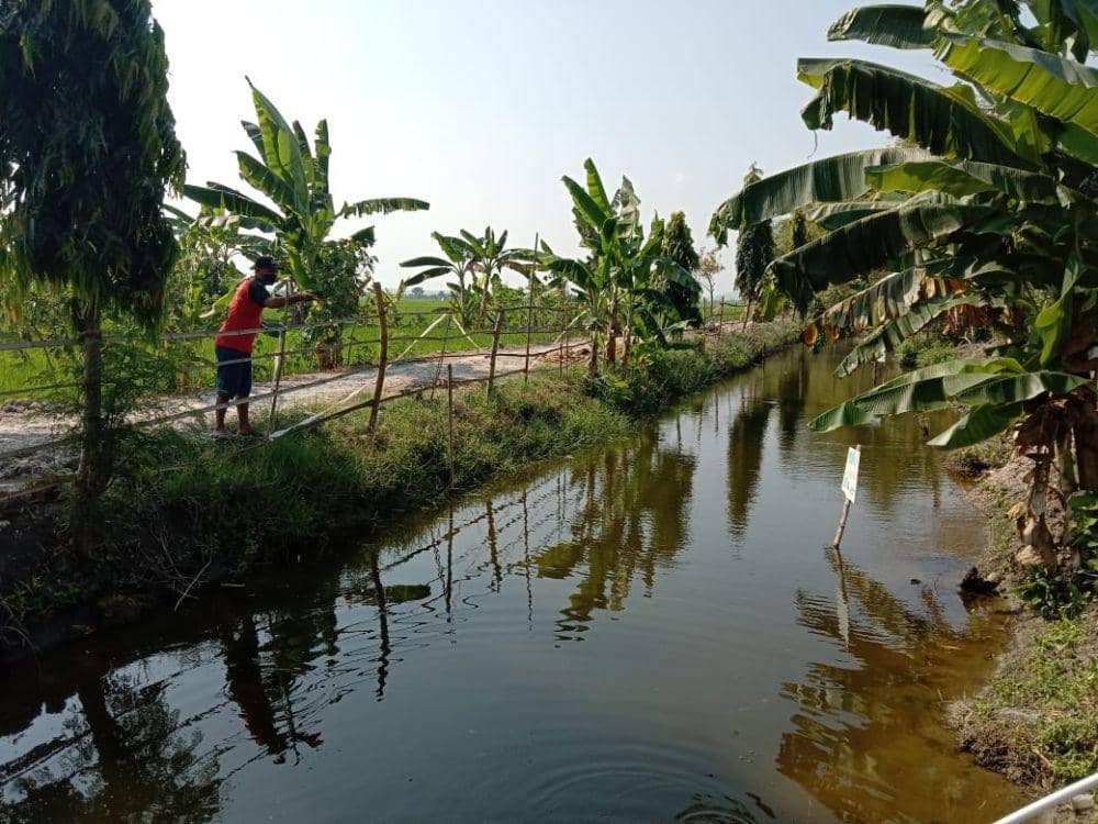Saluran irigasi pertanian yang semula ditumbuhi rumput liar kini dijadikan budidaya ikan. IDN Times/Imron