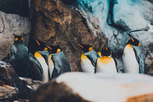 ilustrasi penguin kaisar (unsplash.com/Andy Holmes)