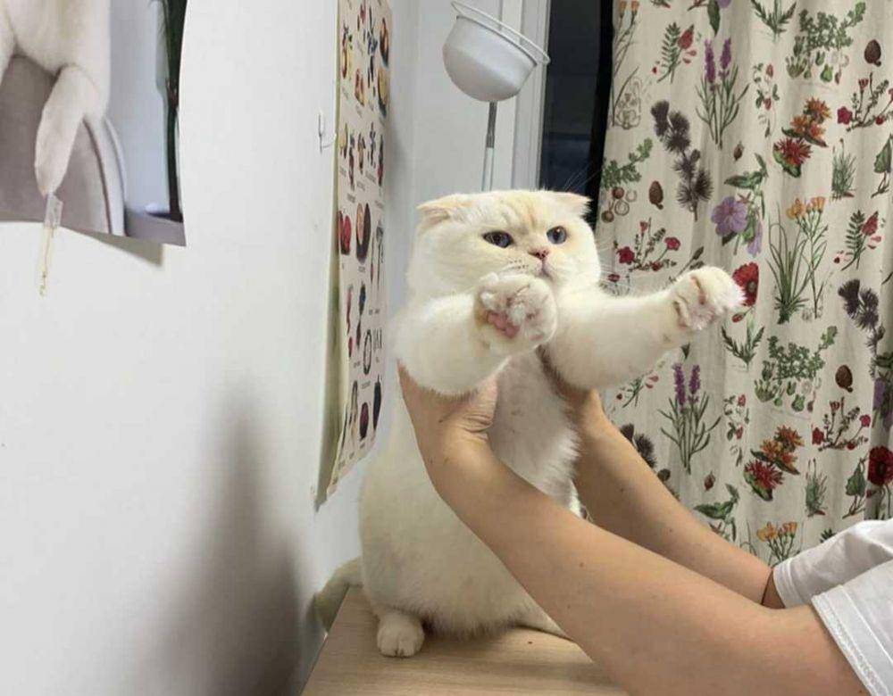 Instagram.com/soonmoo_cat