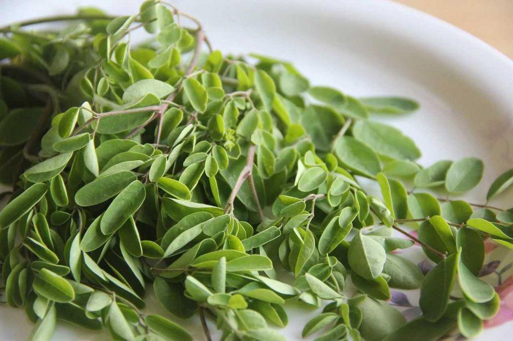 5 Fakta Menarik Daun Kelor yang Masih Jarang Diketahui!