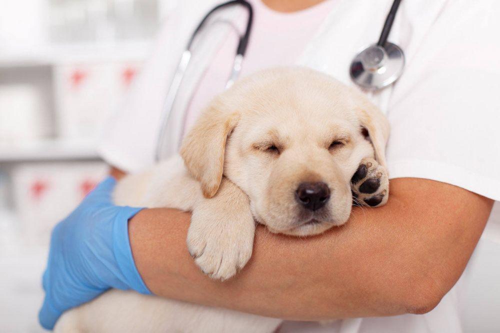 10 Masalah Kesehatan dan Penyakit yang Sering Menyerang Anjing Ras