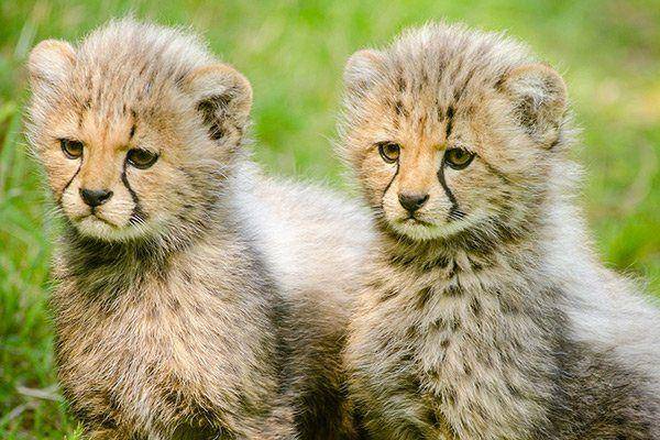 lionworldtravel.com