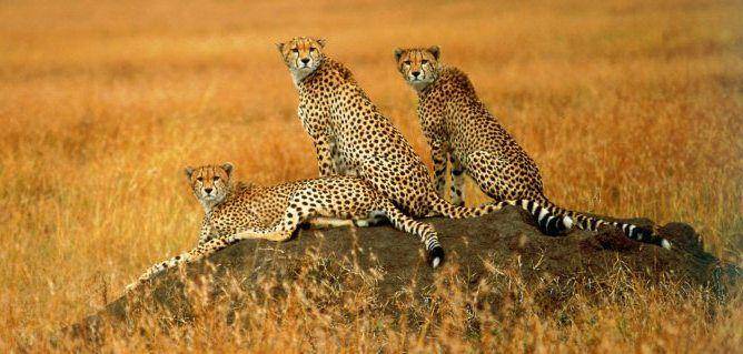 artofsafari.travel