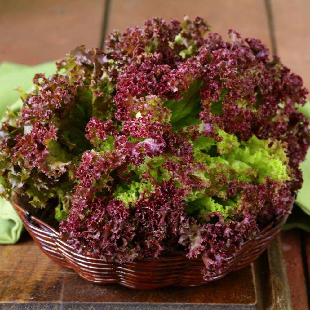 theseedcollection.com.au