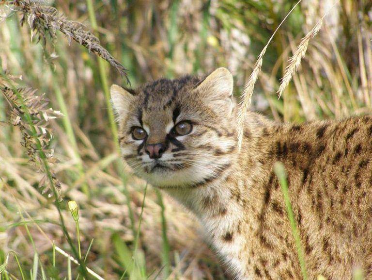 Greatcatsworldpark.com