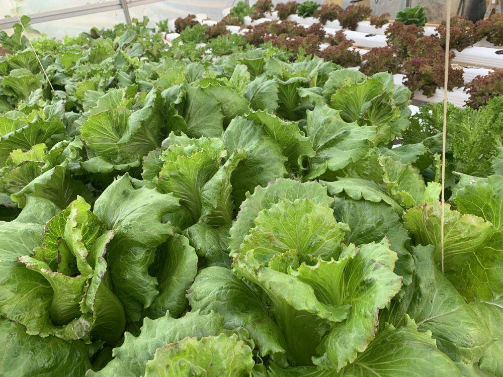 lensleafygreens.com
