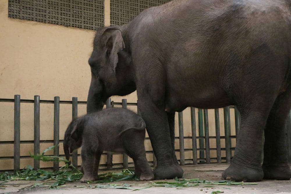 Bayi Gajah Sumatera dari indukan Sisca dan Wahid yang jadi keluarga baru Taman Safari Prigen. Dok. Taman Safari