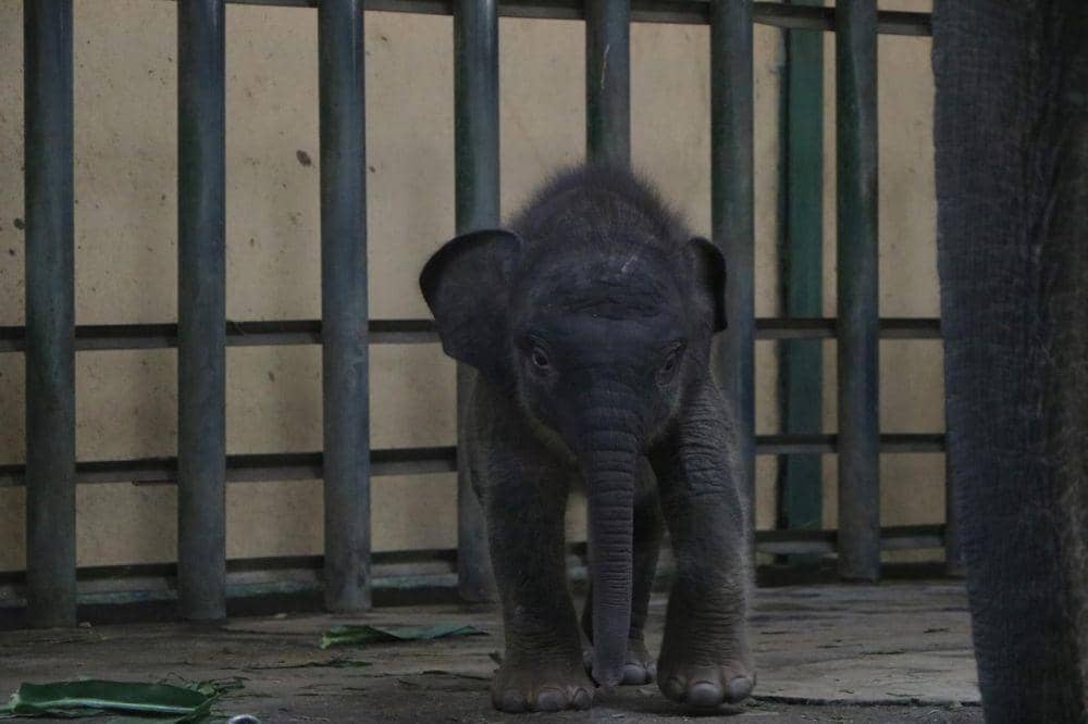 Bayi Gajah Sumatera dari indukan Sisca dan Wahid yang jadi keluarga baru Taman Safari Prigen. Dok. Taman Safari