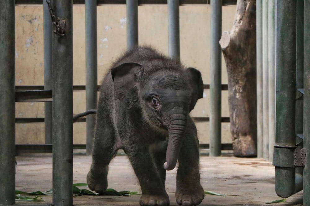 Bayi Gajah Sumatera dari indukan Sisca dan Wahid yang jadi keluarga baru Taman Safari Prigen. Dok. Taman Safari