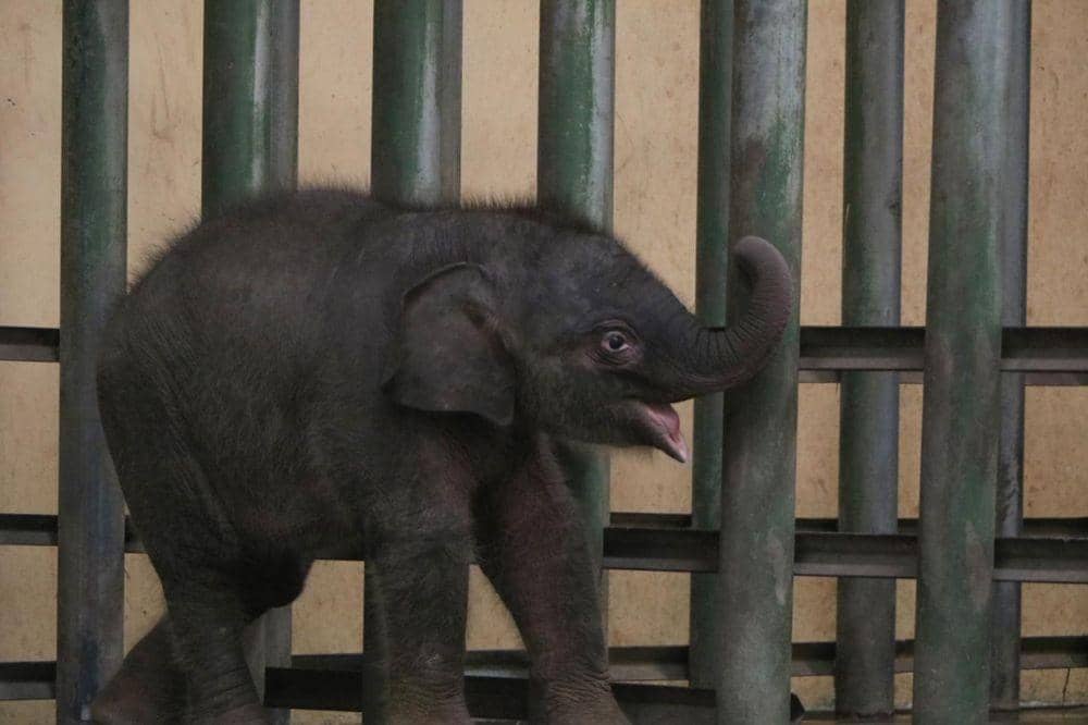 Bayi Gajah Sumatera dari indukan Sisca dan Wahid yang jadi keluarga baru Taman Safari Prigen. Dok. Taman Safari