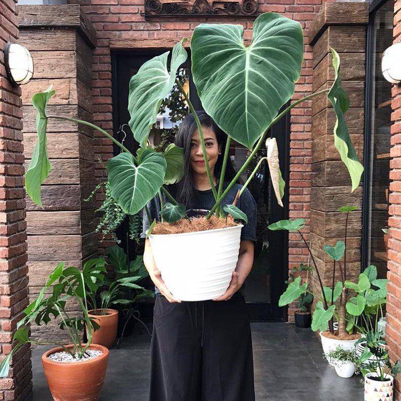 instagram.com/kikankikan