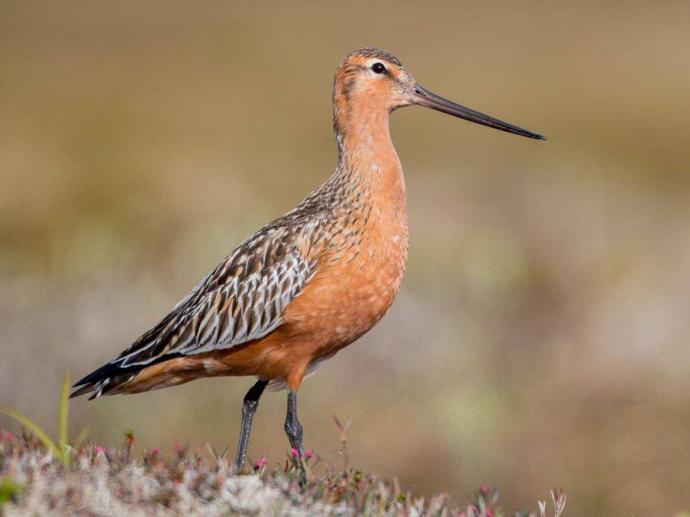 ebird.org