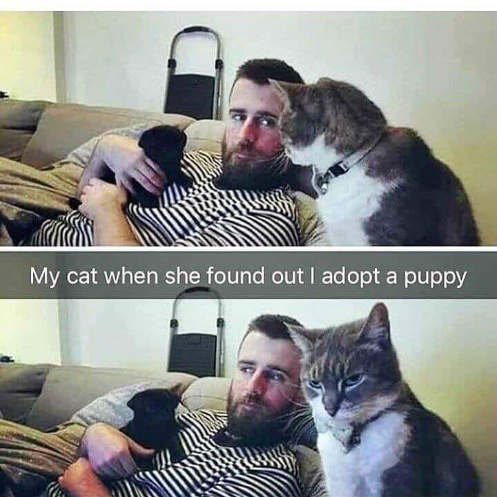 Facebook.com/AmazingAnimalsWorld21
