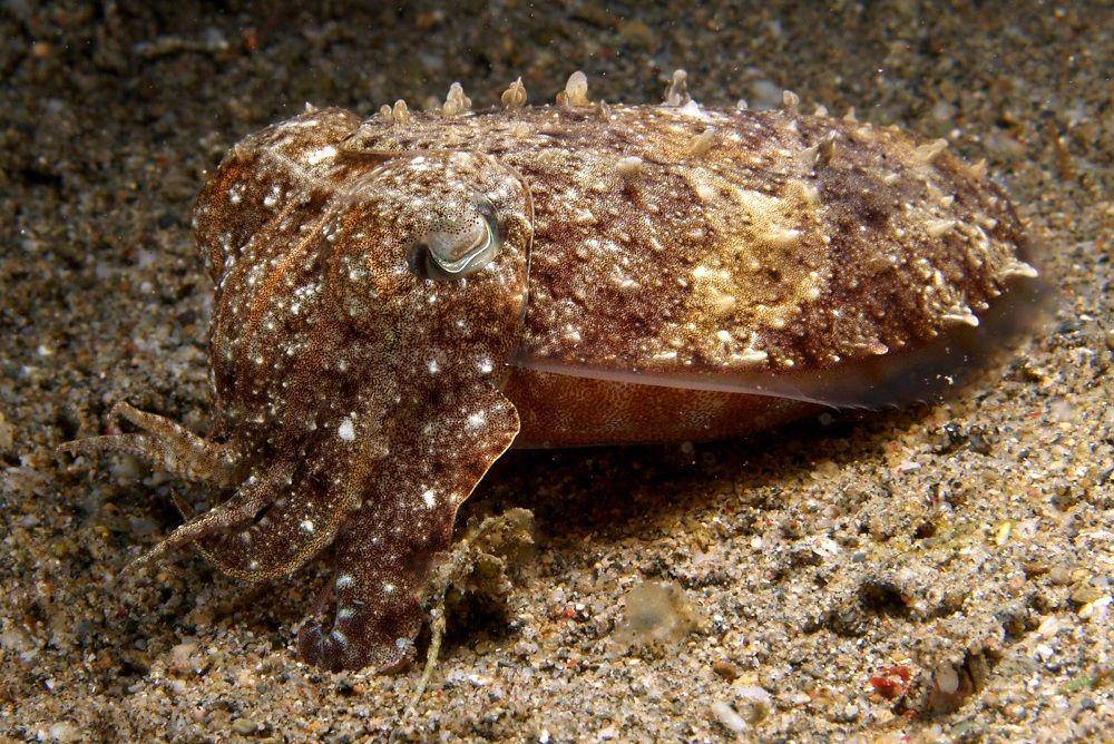 commons.wikimedia.org/Nick Hobgood