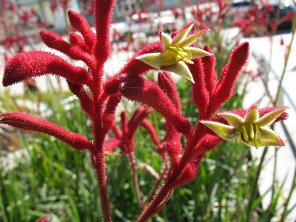 5 Fakta Kangaroo Paws, Tanaman Asal Australia yang Bentuknya Unik
