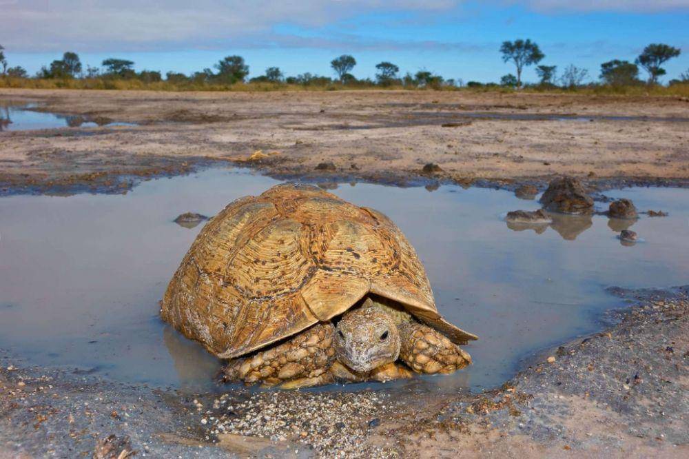 Reptilepark.com.au