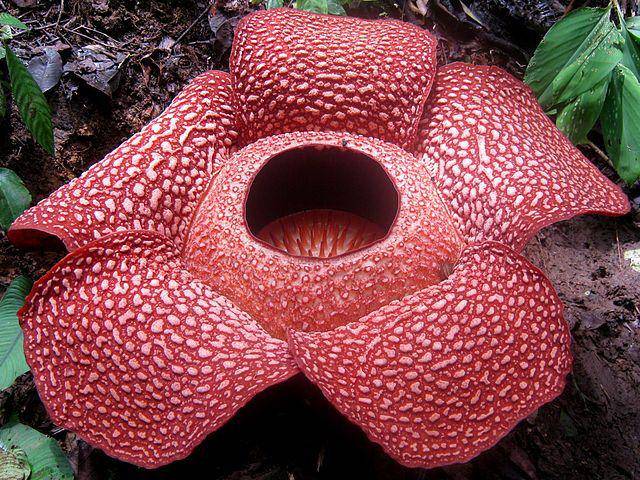 rafflesiaflower.com