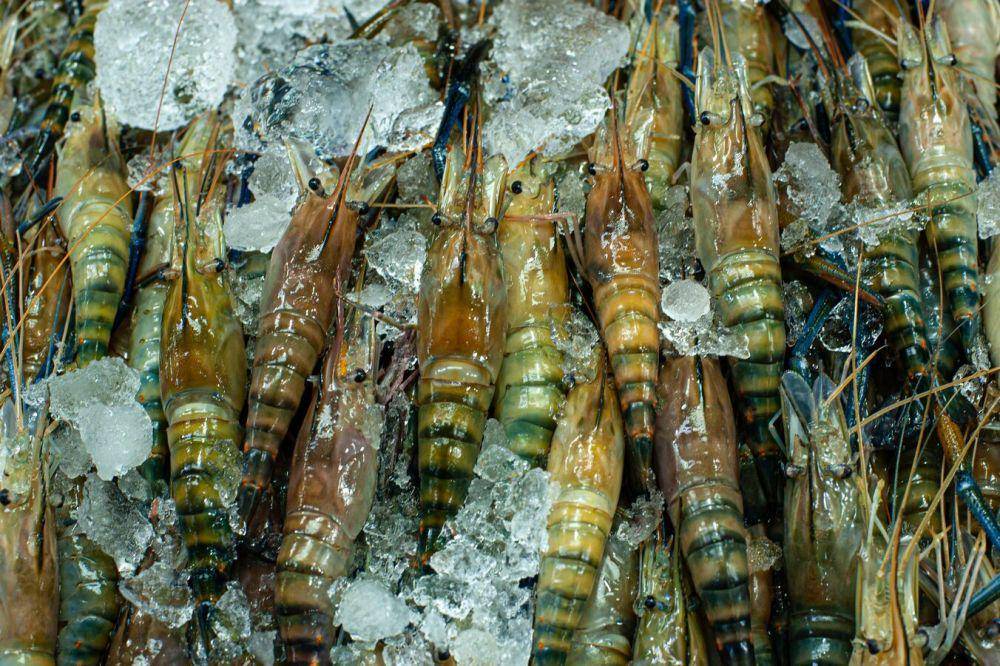 Ilustrasi udang beku. Unsplash/Arinaertman.