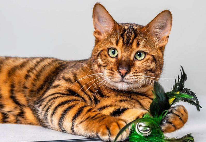 perfectpets.com.au