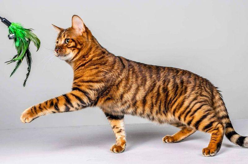 oztoyger.com.au