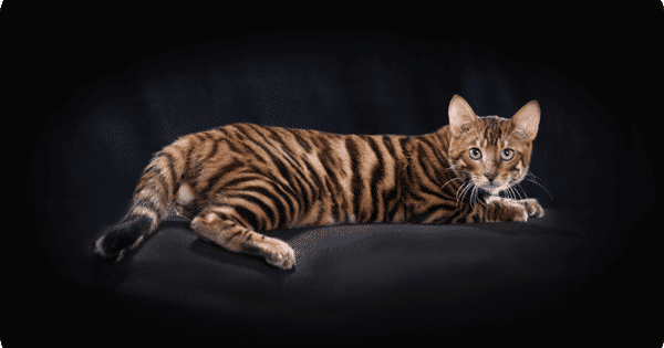 alurentoygers.com