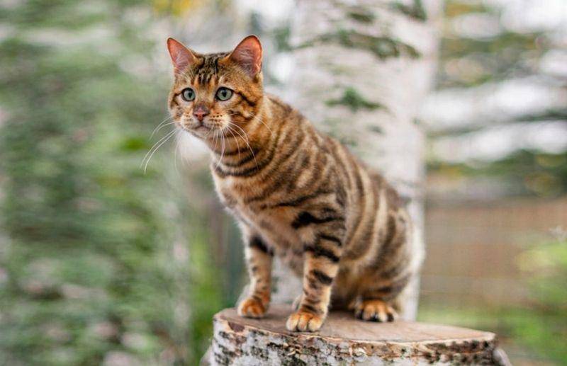 purrfectcatbreeds.com