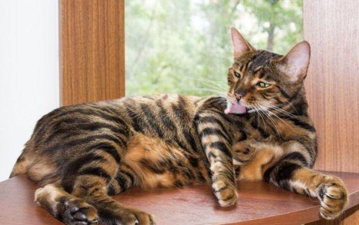 wideopenpets.com