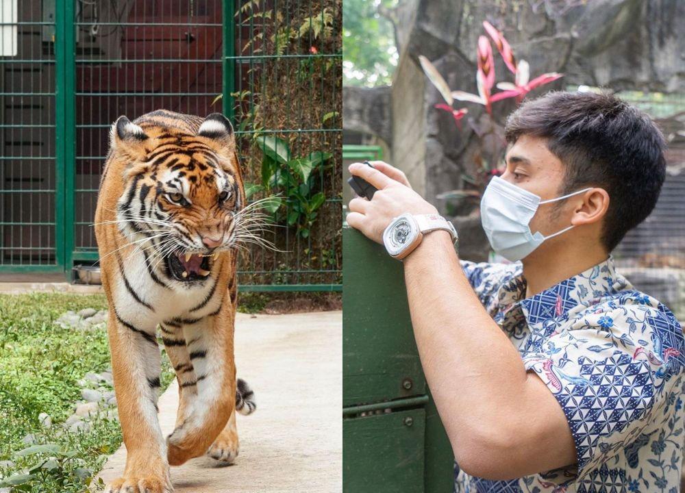 10 Momen Haru Kepulangan Jinora, Harimau Benggala Alshad Ahmad