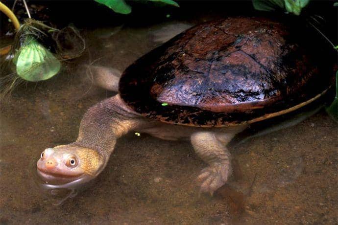 Sedih, Kura-kura Leher Ular dari Pulau Rote Telah Punah