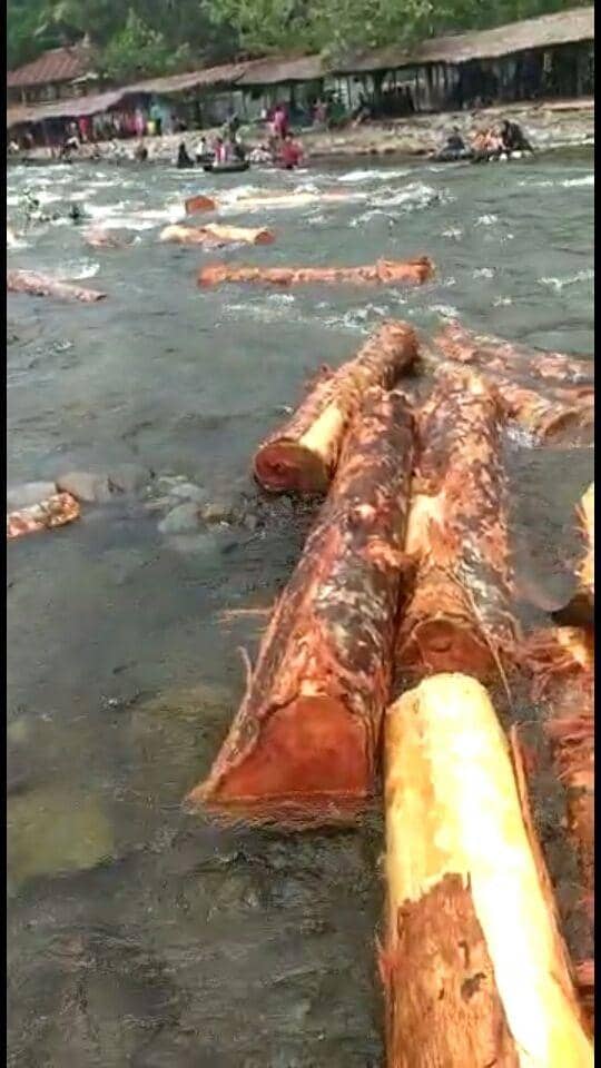 Kayu gelondongan yang mengalir dialiran sungai Bahorok, Bukit Lawang (IDN Times/ istimewa)