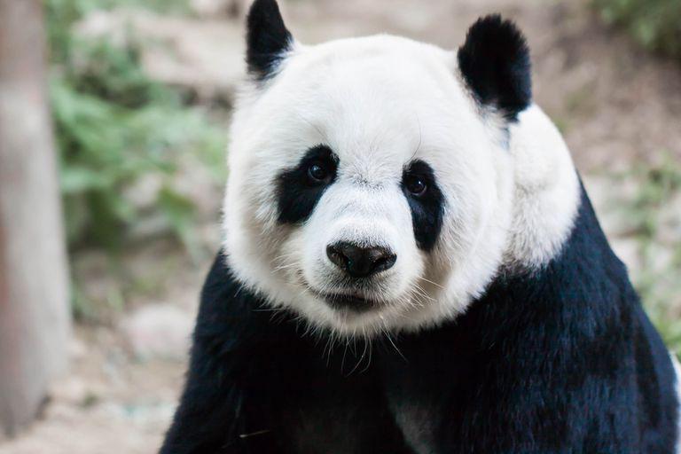 6 Fakta Unik tentang Panda, Hewan Imut yang Imut dan Rakus!