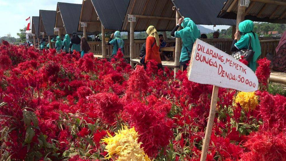 Keindahan bunga celosia di Nangkula Park, IDN Times / Bramanta Pamungkas