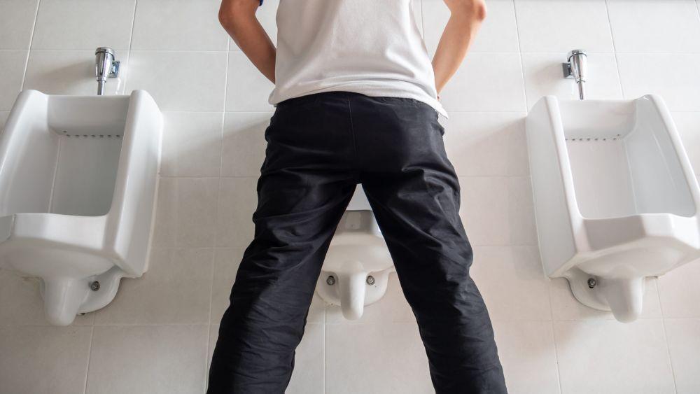 Tahapan Proses Pembentukan Urine Manusia