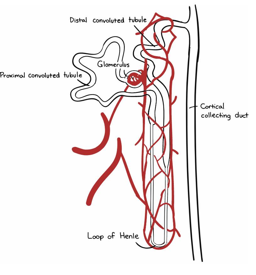 khanacademy.org