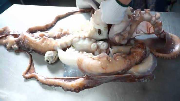 Youtube/Joseph Stoner