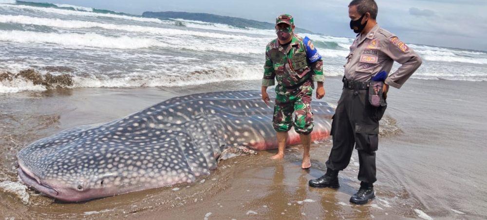 Hiu Tutul Berbobot Satu Ton Terdampar di Pesisir Pantai Lembah Putri