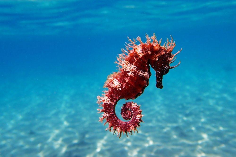 10 Fakta Unik Kuda Laut, Hewan Bawah Air yang Paling Setia