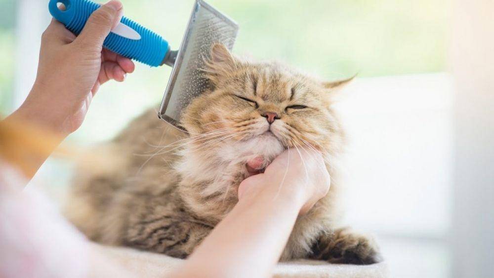 cattime.com